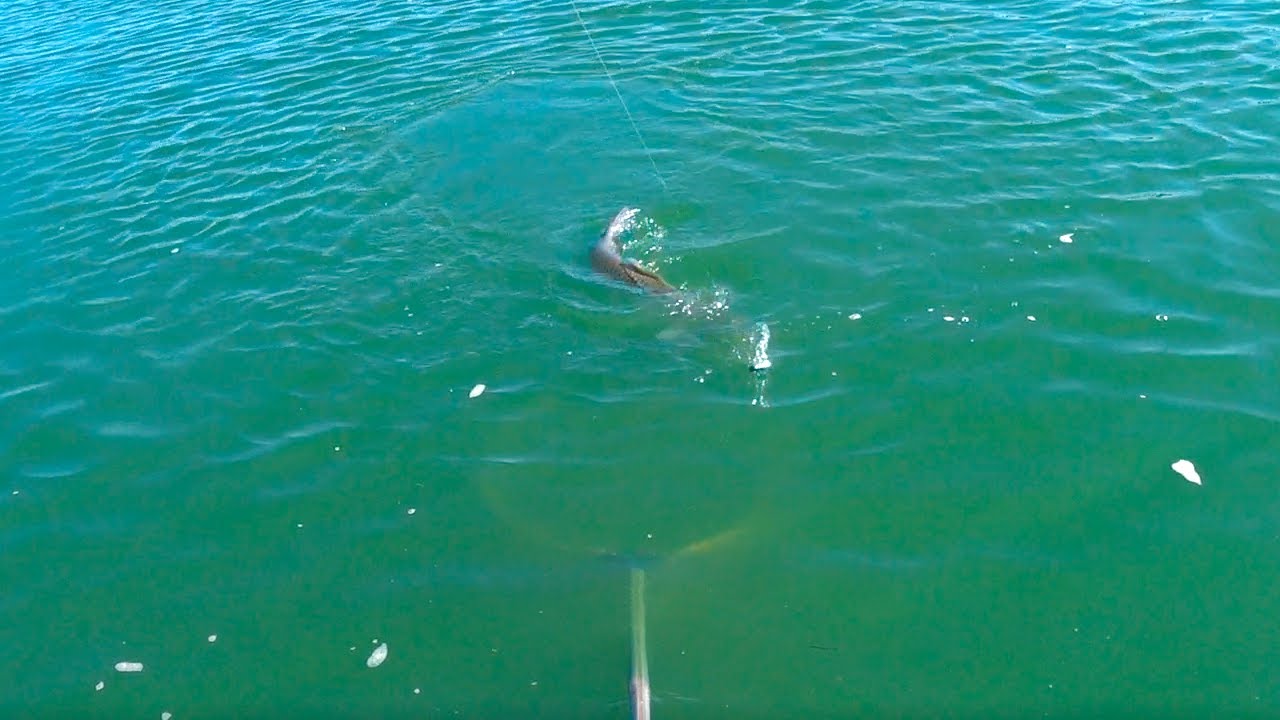 КАК ПРИКОРМИТЬ АМУРА !!! ДОН 2023 !!! - YouTube