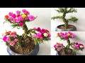 Trồng hoa mười giờ kiểu bonsai mini để bàn tuyệt đẹp