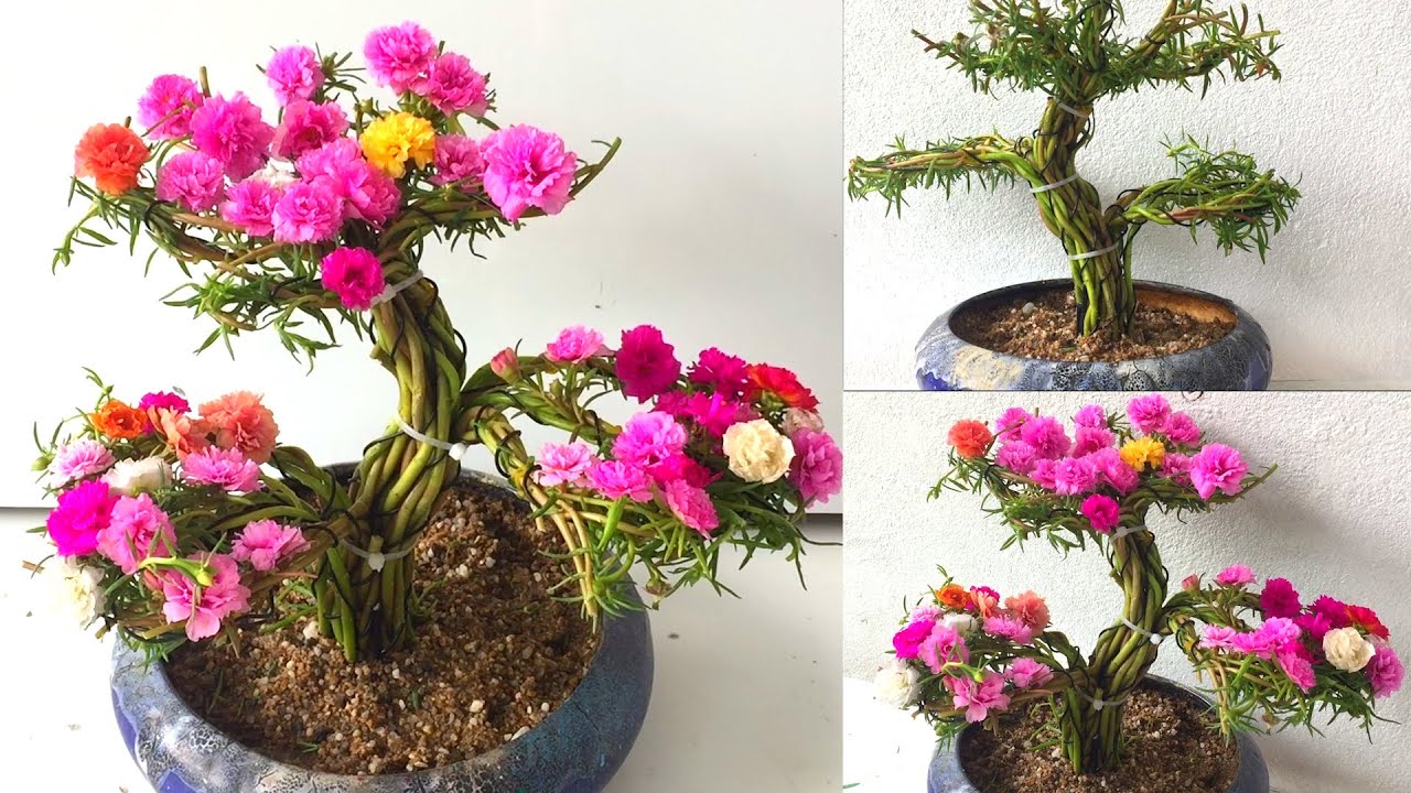 Trồng hoa mười giờ kiểu bonsai mini để bàn tuyệt đẹp