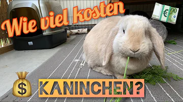 Wie viel kostet das Kastrieren eines Kaninchens?