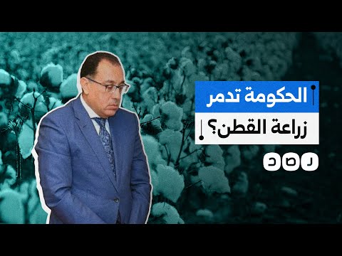 قرار صادم لماذا أغضبت الحكومة مزارعي القطن طويل التيلة