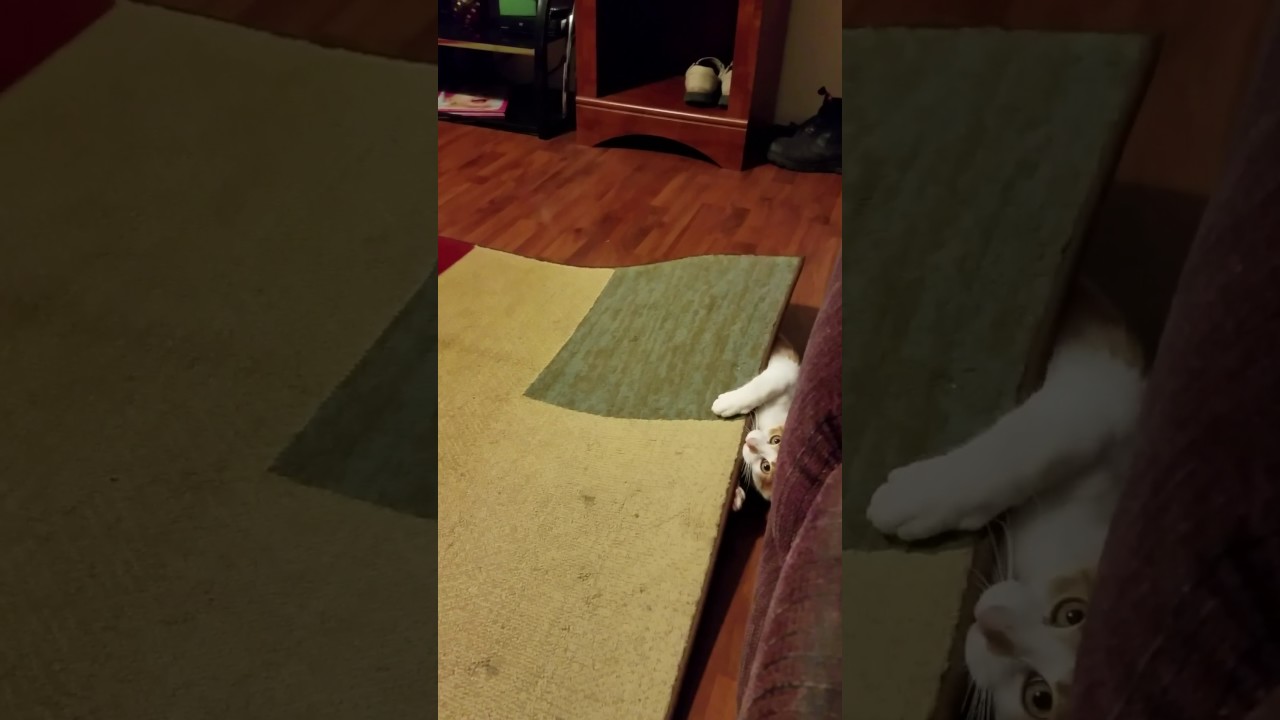 Funny cat playing under rug YouTube