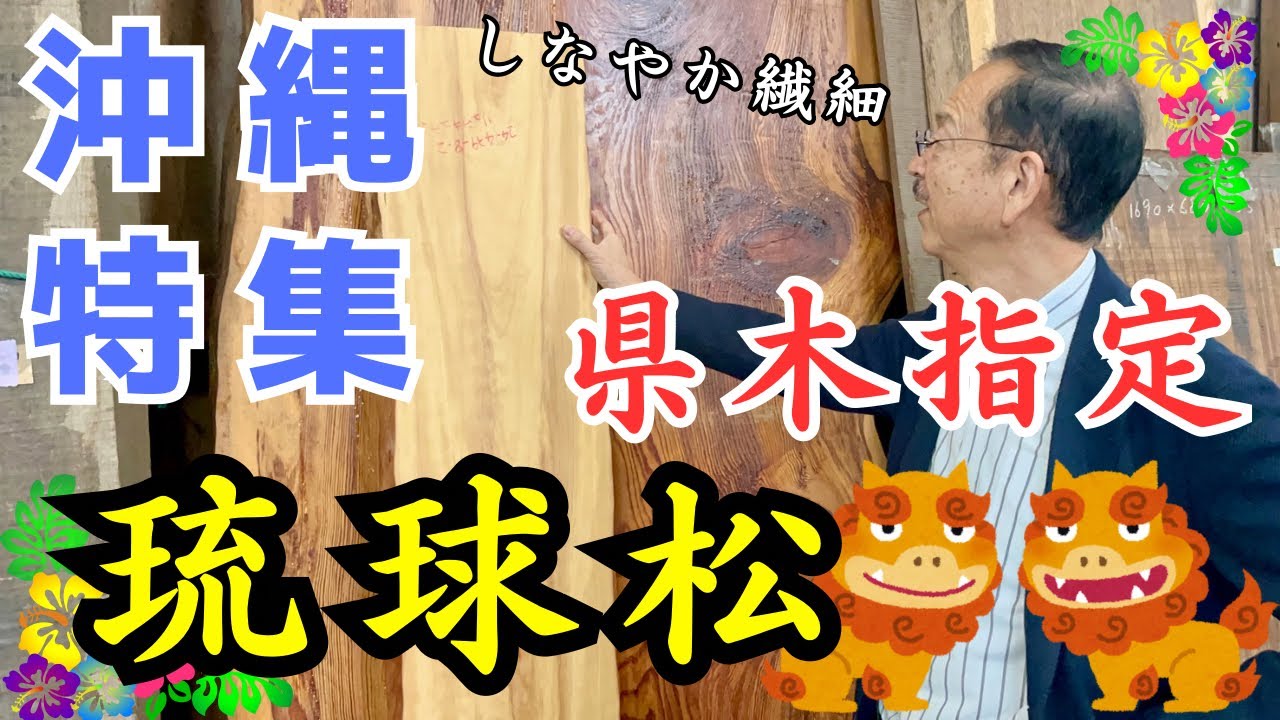 沖縄の木】初公開・琉球松、初めて初めて見ました｜しなやかで美しい