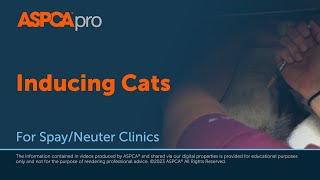 Spay/Neuter Patient Induction: Inducing Cats