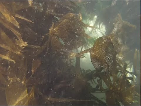 Snorkelling at Rotterdam, Talland, in Cornwall 2017