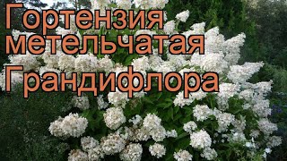 Гортензия метельчатая Грандифлора (grandiflora) 🌿 обзор: как сажать, саженцы гортензии Грандифлора