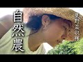 兵庫へ戻る・自然農の夏野菜収穫と今後の話