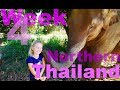 Northern Thailand with Kids - VLOG - Elephants, Night Markets and Ginger Farm