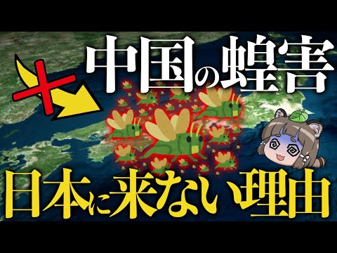 【疑問】なぜ日本で蝗害が起きない?中国から大量のバッタがやって来ない理由