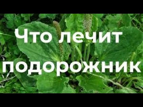 Чудесная Трава, Которая Очищает Артерии, Снижает Уровень Холестерина И Сахара