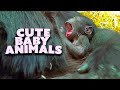 Adorable baby animals 20 minutes of pure cuteness  nature bites