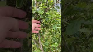 Charlotte Russe Mojo Mulberry June 2021