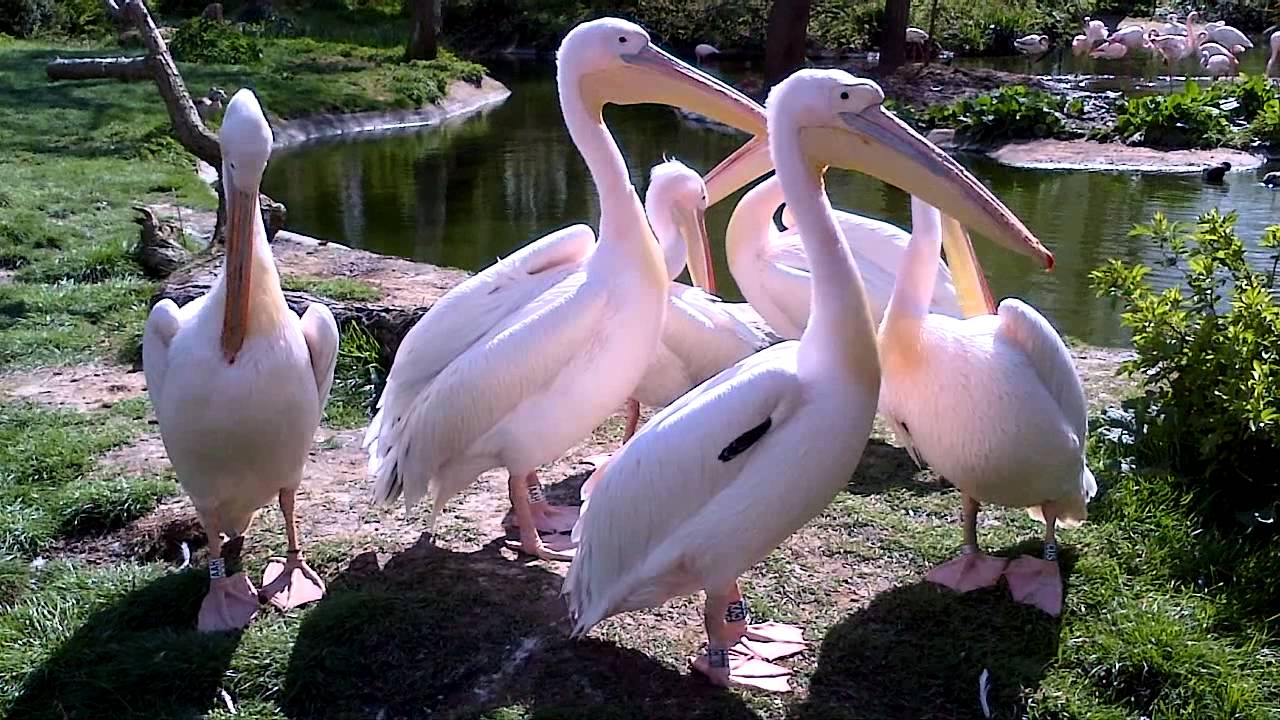 London Zoo Pelicans