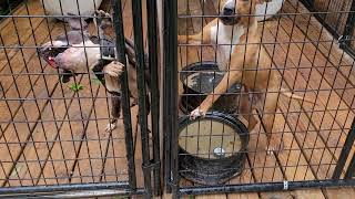 Kendrick Kennels.. I Just Want To Clean Up This Rain Wont Let Up