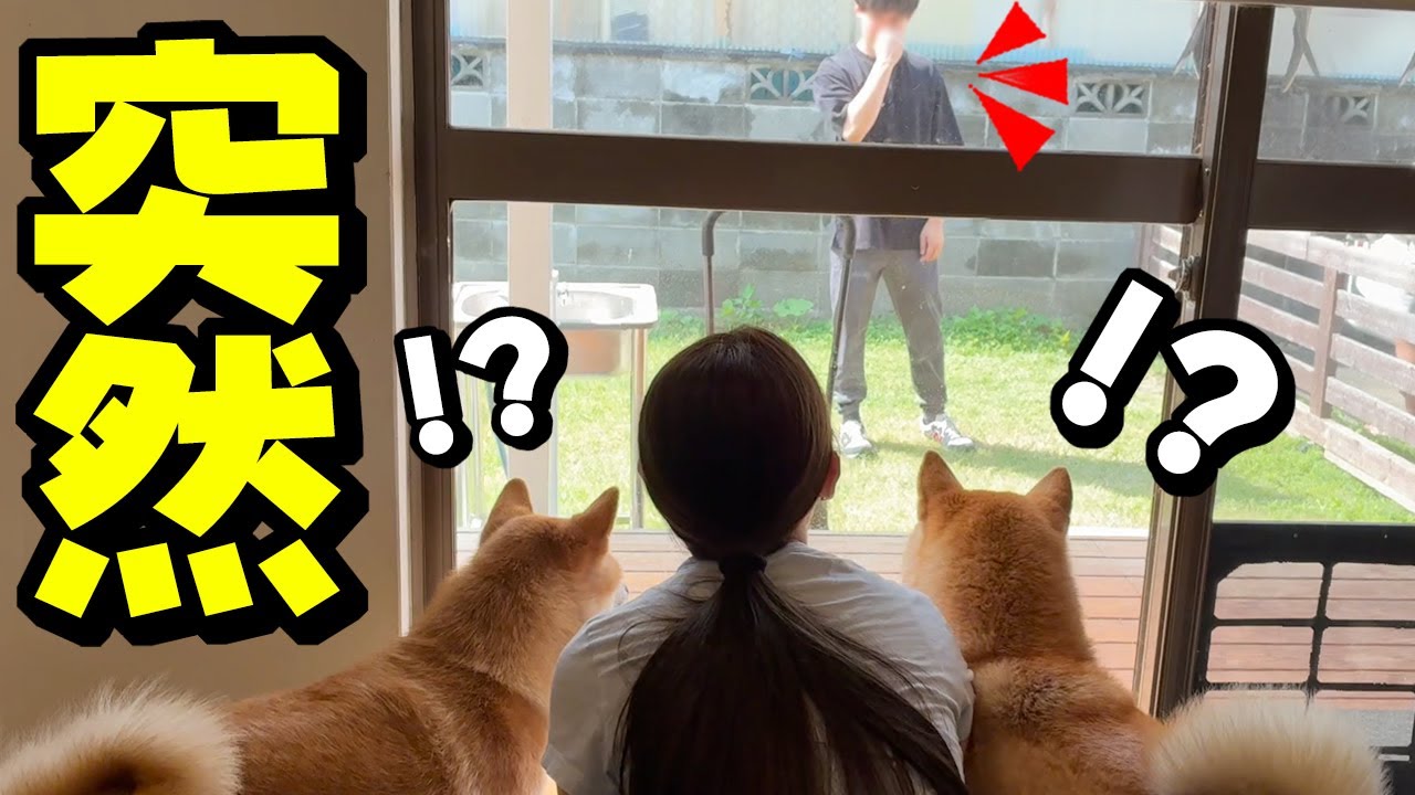 Suddenly, a stranger appears in the garden The Shiba Inu