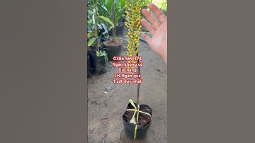 Cây Lộc vừng Thái hoa vàng | 0386569374 - Ngọc Ngân Bến Tre | Chuyên cây độc lạ