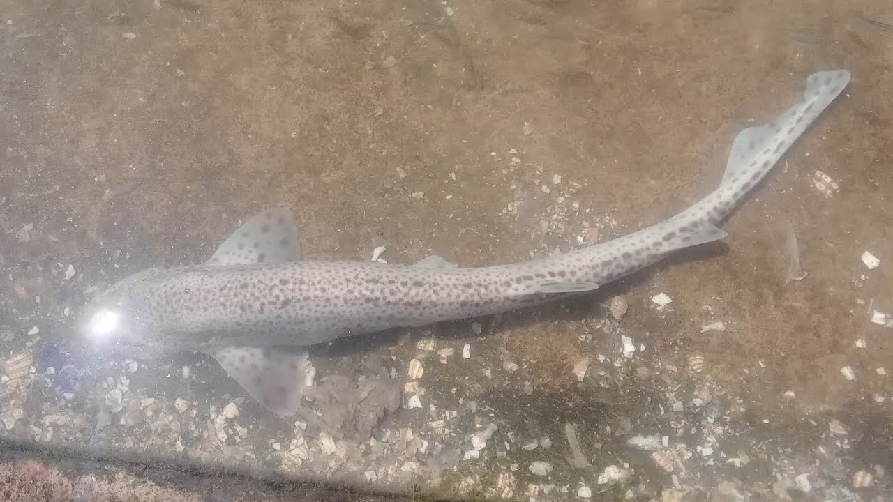 ⭕️سلسلة شنو كتعرف على سمك(حرتوكة او القرش الرملي💪)مؤلم سمكة الراية😱 تنهي حياة طائر للنورس🦤🌊🛶⚓️🇲🇦