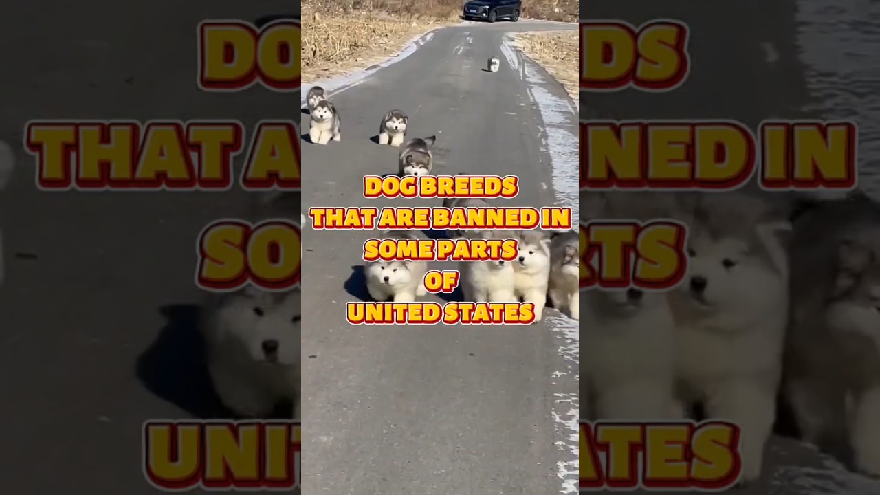 Banned 🐶Dog Breeds in the United States