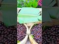 This Girl Turns Coffee Berries Into a Perfect Cup ☕🔥 #coffee #homemade #satisfying