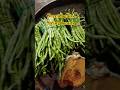 Green Beans String Bean Shorts Youtubeshorts Shortvideo Vegetables Yummy Shortsvideo