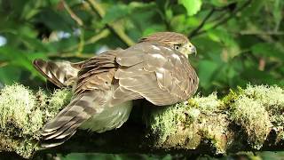 A+ 07/14/19 Fledgling (Close-Up Resting) Cooper's Hawk @ Kent Wa 6172-126