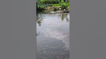 Giving lime in the pond #shorts#viral#cleaning #vlogs#village