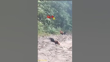 bẫy gà rừng#bẫy #đanchivlog #gà rừng rặc