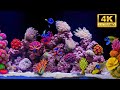 🍃 Coral Reef Aquarium 4K | Calm ASMR Fish Tank for Total Mind Reset