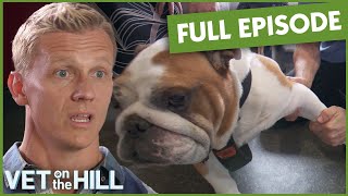 3-Year-Old Dog With Advanced Arthritis Needs Innovative Treatment 😩 Full Episode | Vet On The Hill