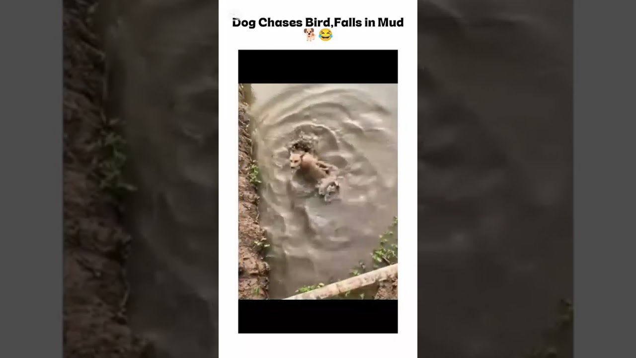 A dog’s funny action 🐶😄|2026|