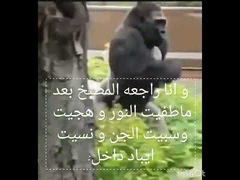 اهي اهي