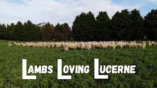 Lambs go onto the Lucerne and Love it! | Australian Sheep Farming