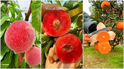 Vườn Trái Cây Rau Củ Quả Ở Trung Quốc - Ăn Tại Vườn Cực Đã (P1) || chang15s, reviewhoaqua