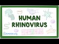Rhinovirus - an Osmosis Preview