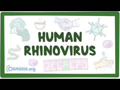 Video: Das Kalte Virus (Rhinovirus) Repliziert Sich In Kälteren, Ungeschützten Nasenwegen Schneller
