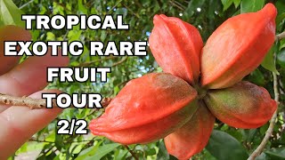 Rare Tropical Fruit Orchid Tour 2
Part 2 of my amazing fruit tour in Cains. Dozens of Garcinia varieties (my favourite genus) as well as countless extremely rare species from all over the globe.
I left thinking this Parkland is probably one of the best fruit parks in the whole world especially considering its free to the public. Its a pity I did not come prepared to film it properly and spend more time focusing on all the fruit that was available. I was simply too overwhelmed to take it all in. Ill try be better prepared next fruit hunt :) Thanks for watching.
*SP Engkala not Enkala Rare Tropical Fruit Orchid Tour 2