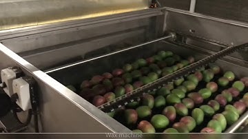 Eshet Eilon Mango grading line