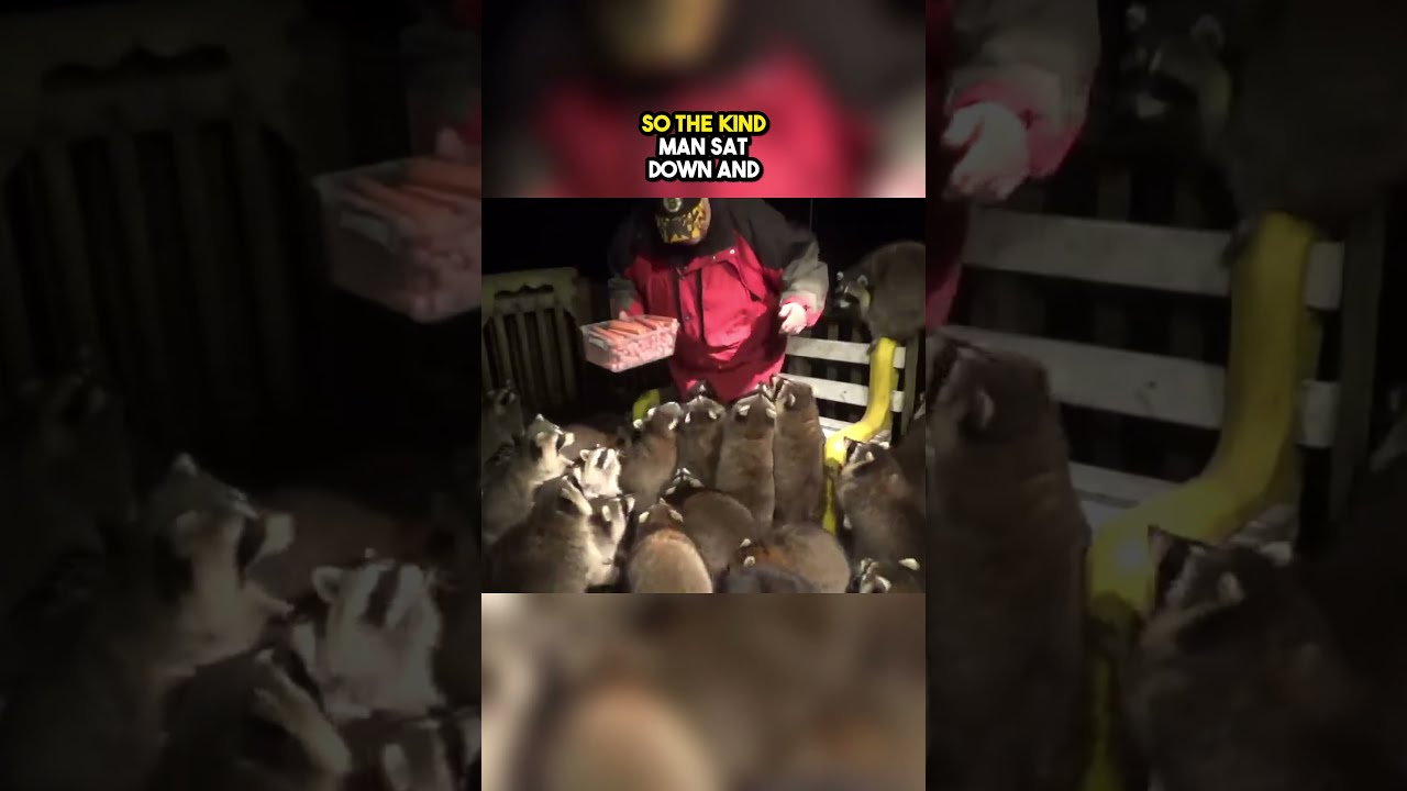 Thousands Of Raccoons STORMED His House 