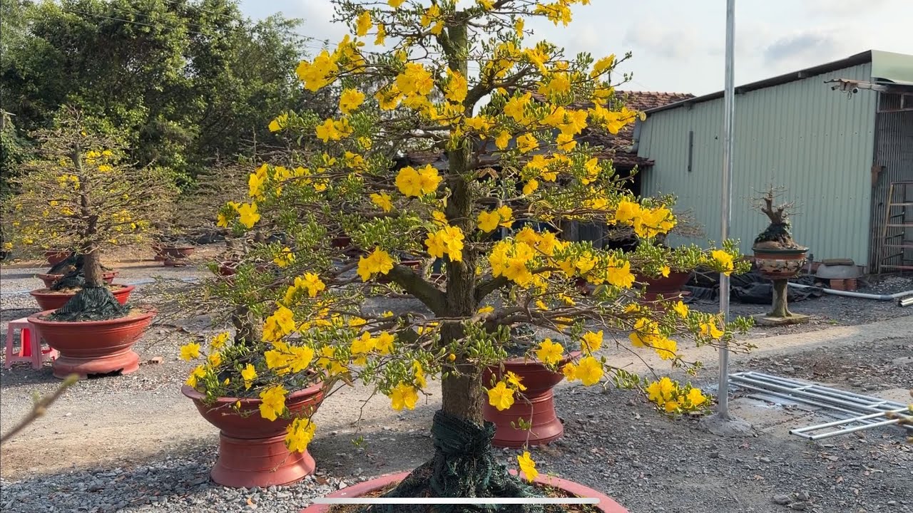 Siêu bông HM đạt ngoài sức tưởng tượng 20/12/2025