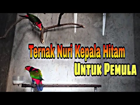 Video: Cara Membiak Burung Nuri