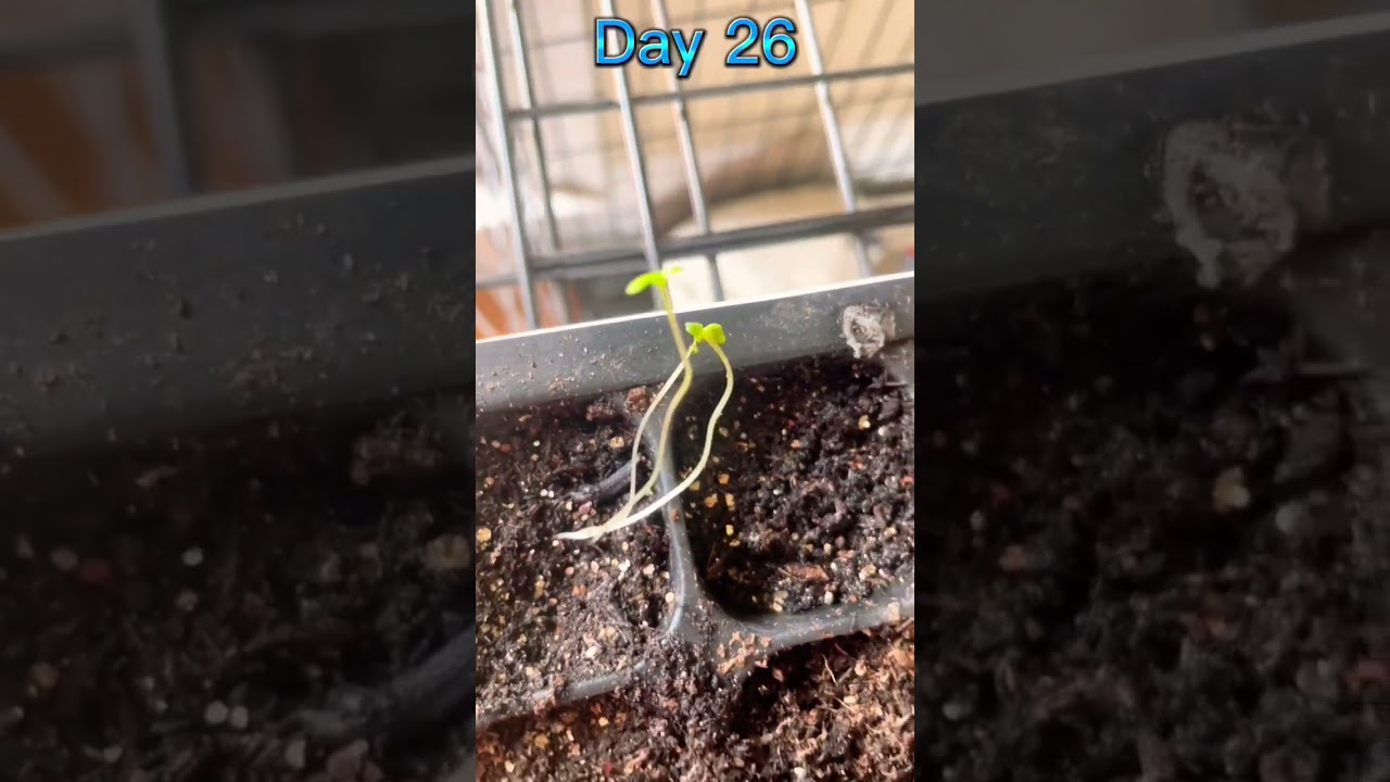 Day 26 of growing lavender until it’s 100 days old 