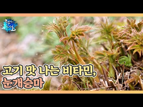 고기 맛이 나는 비타민 식재료가 있다?! MBN 250425 방송