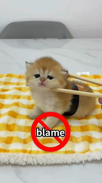 ⚠️You misunderstand 4 cat behaviours!💔🤯 #facts