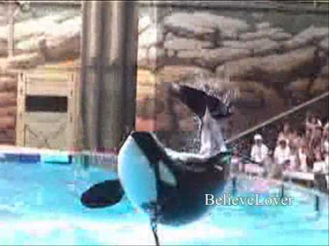 This is Shamu, The Killer Whale!