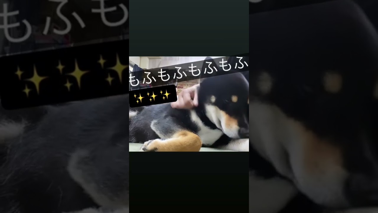 もふもふ動画 黒柴 柴犬 もふもふ 癒し かわいい犬 犬 柴犬のいる暮らし 黒柴リゲル 動物 犬 猫 他色々 まとめ動画