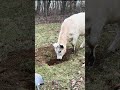 What is going on with my cow? #cowvideos #shorts