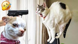 Funniest 2024🥰Cats and 🥒 Cucumbers - Awesome Funny Pet Videos 😹🐕Part 4