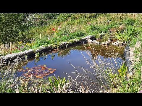 Βίντεο: Wildlife Garden And Veggie Plot: How to Have Vegetables and Wildlife