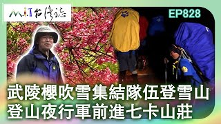 武陵櫻吹雪集結隊伍登雪山 登山夜行軍前進七卡山莊｜臺中市和平區 麥覺明【@ctvmit828集】