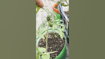 4 चीज़ों का टमाटर के पोधे में ख्याल रखें | 4 Point care for Tomato Plants #shorts #short